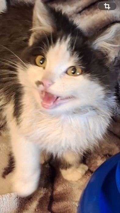 Отдам котенка,мальчик 4 месяца