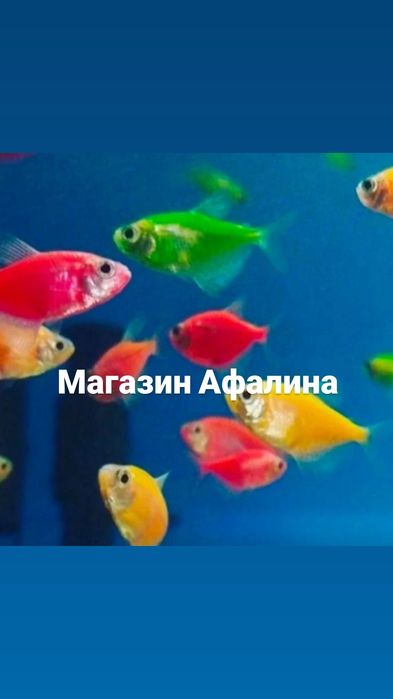 Аквариумы в Афалине. НавоиТорайгырова