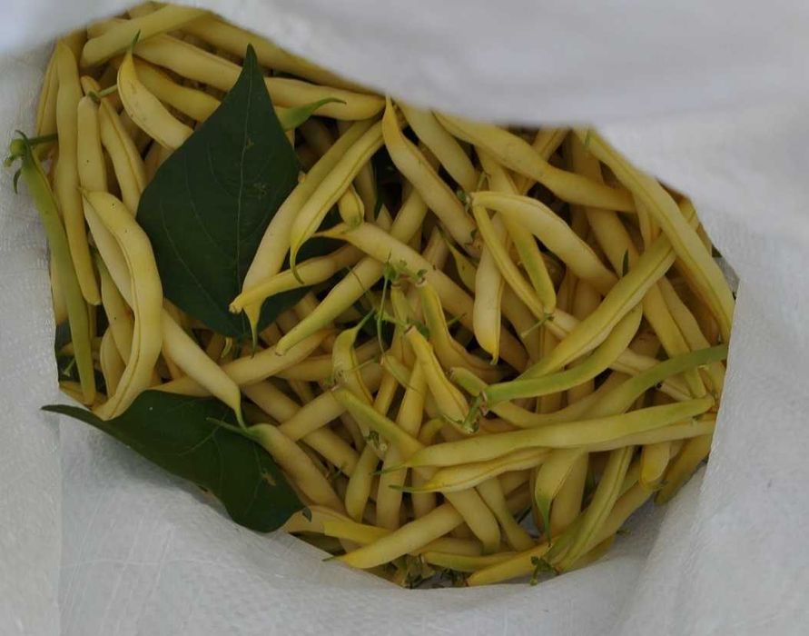 Fasole verde fideluta