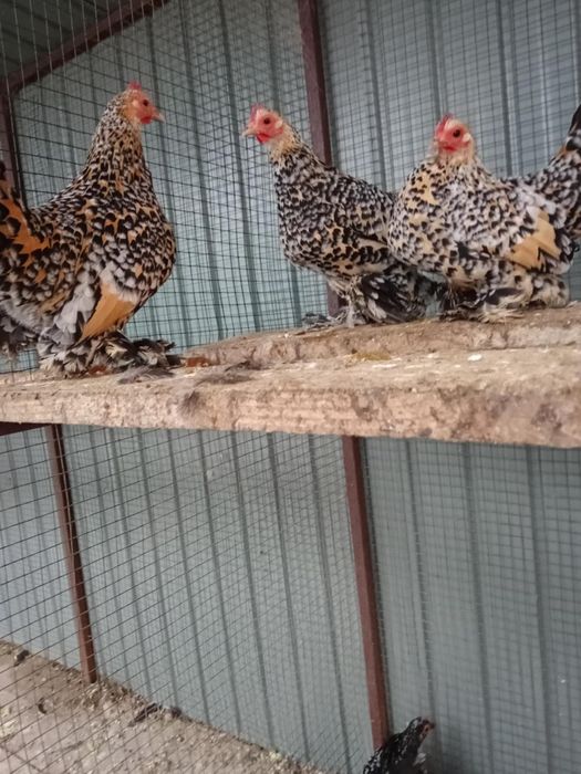 Pitici mi de flori Lemon!