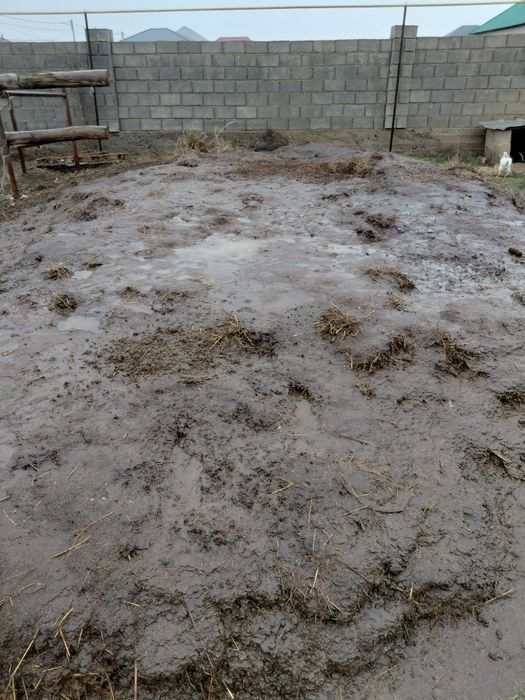 Навоз көң сиырдың қиы