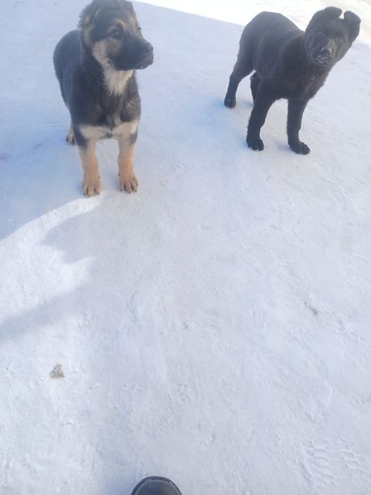 Овчарка қыз сатылады, 2,5ай