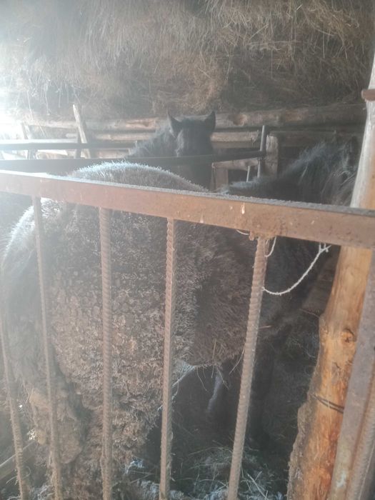 Продам тай с откорма