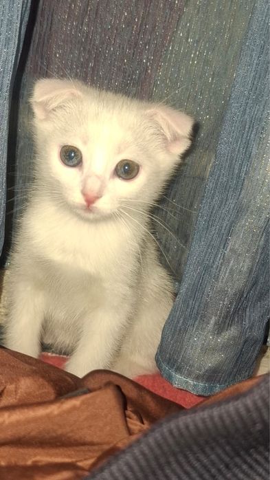Белая кошка 3 месяца