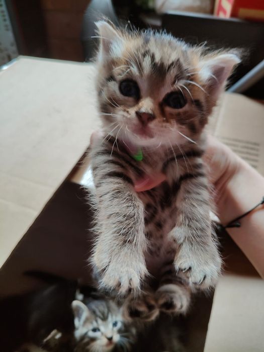 Отдам бесплатно котят