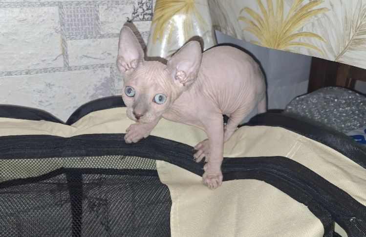 Канадский Сфинкс. Мальчишки.