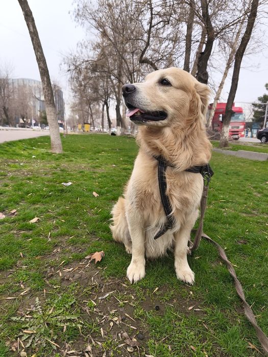 Кобель городен ретривер для вязки