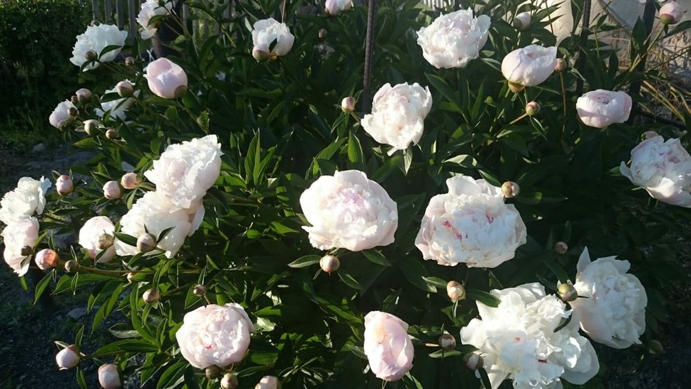 Продам саженцы пиона