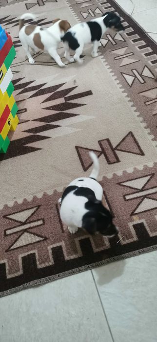 Джак ръсел маллък