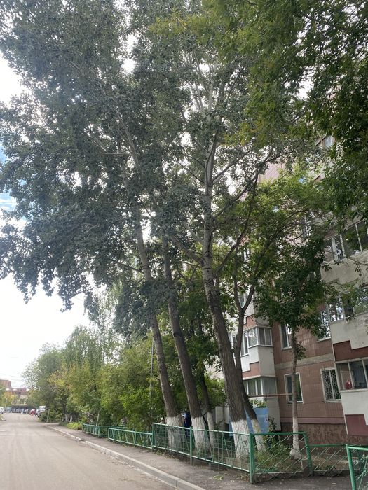 Спил деревьев. Подрезка веток