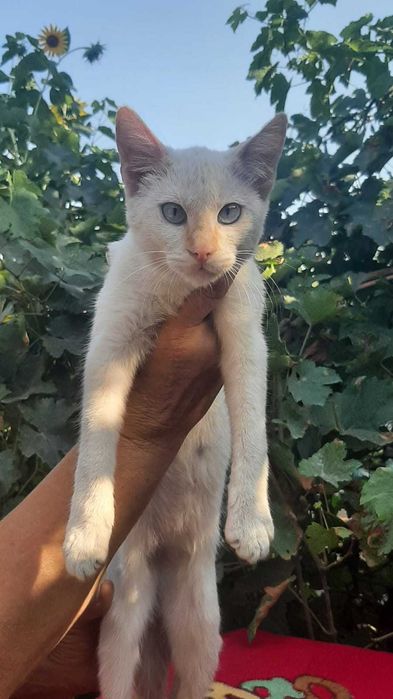 Котята в добрые руки с доставкой