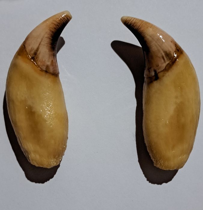 Клык медведя продам (имитация)