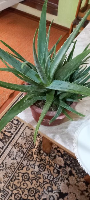 Алое гули сотилади