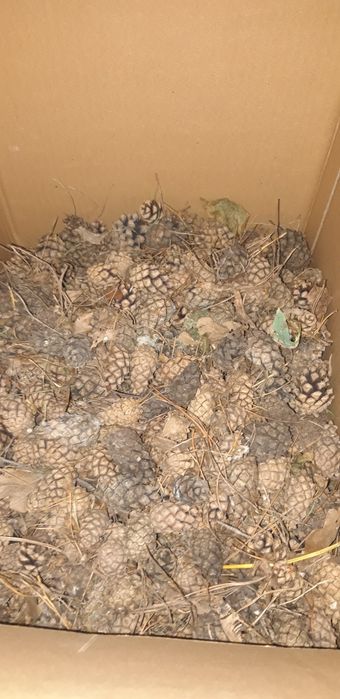 Шишки сосновые...