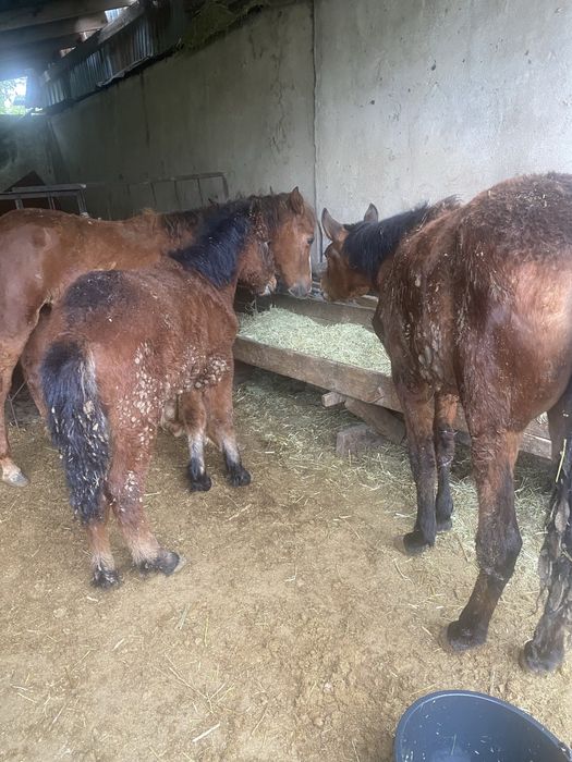 Тай жабағы жылкы