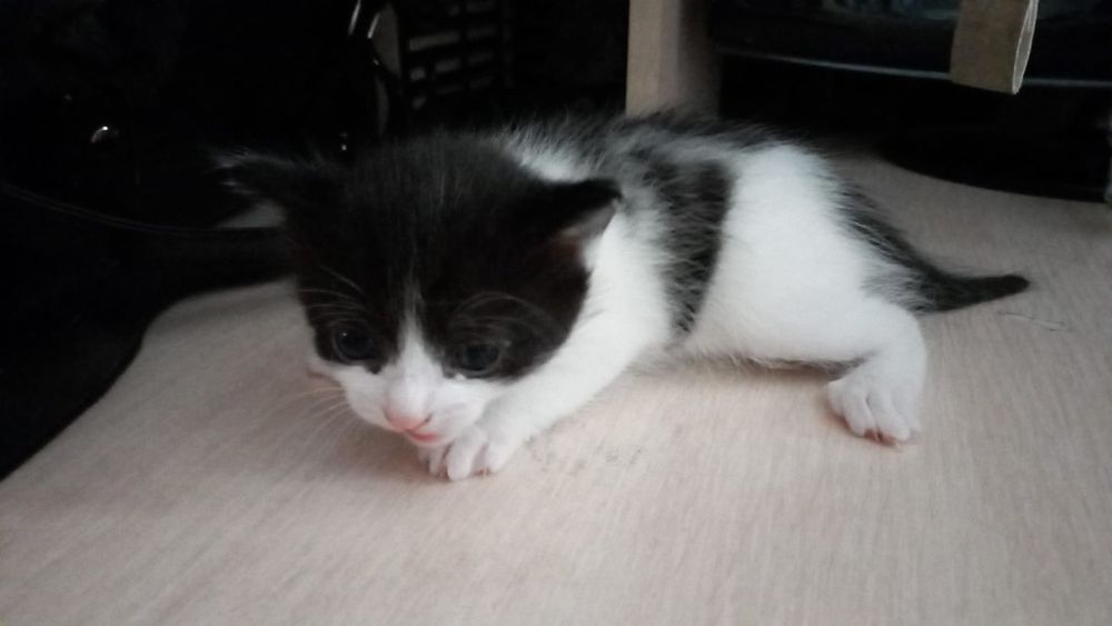 Отдам котят в добрые руки