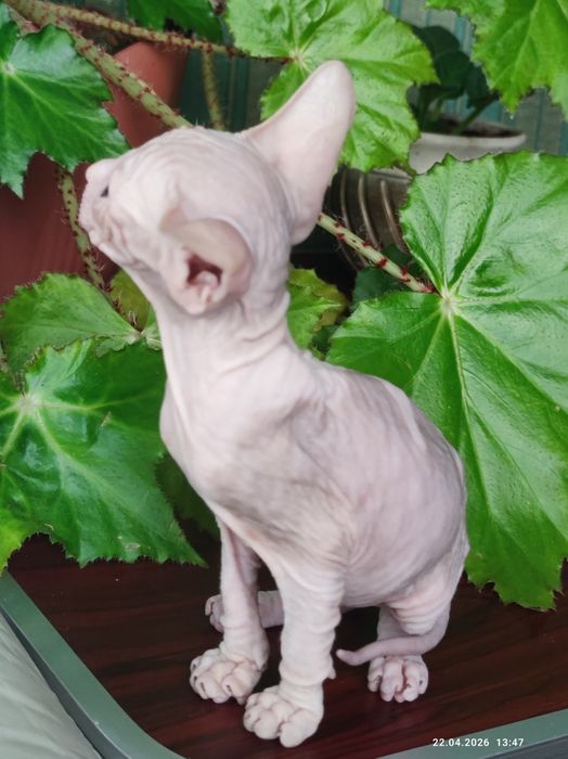 Котик мальчик сфинкс