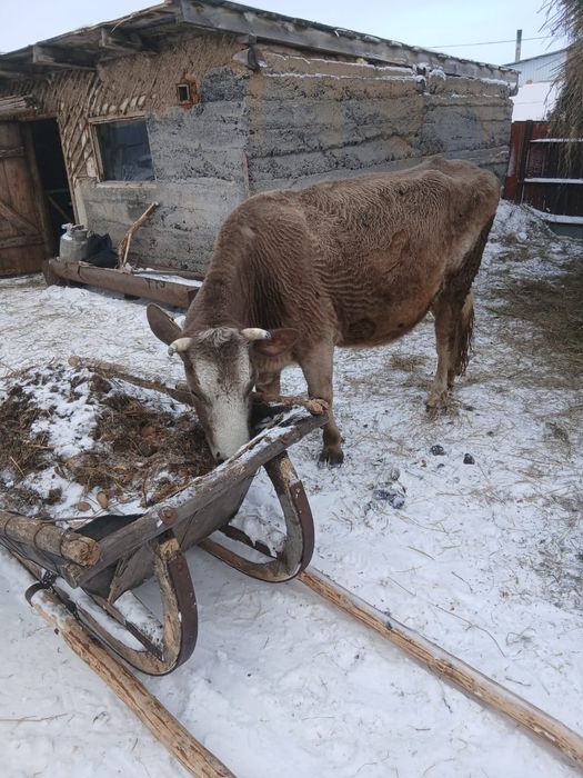 Продам двух коров...