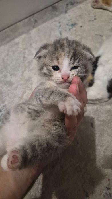 Вислоухий котёнок