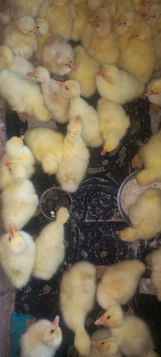 Boboci de gâsca leşeasca