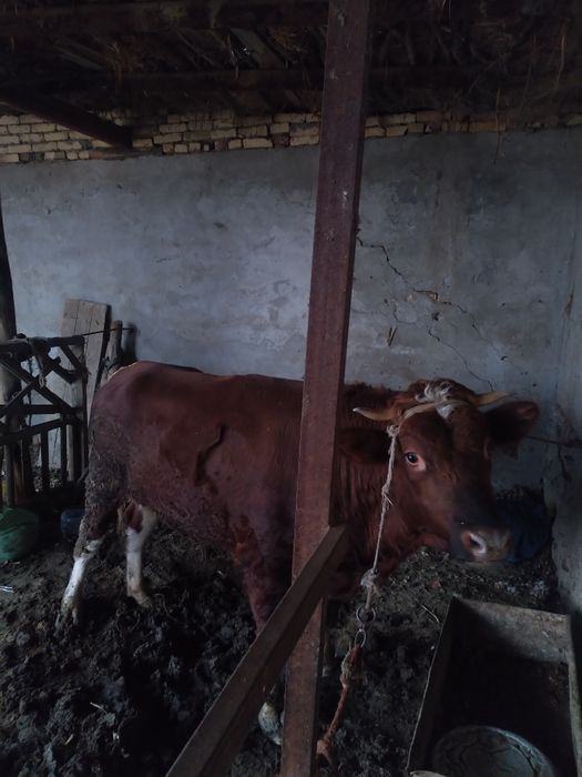 2 та Бука сотилади