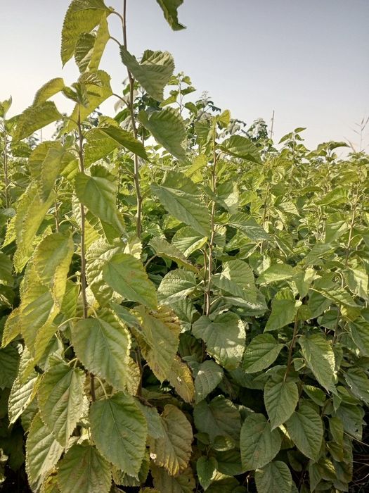 Тут кучатлари сотилади аригинал кучатлар  тутмаса бонус бор