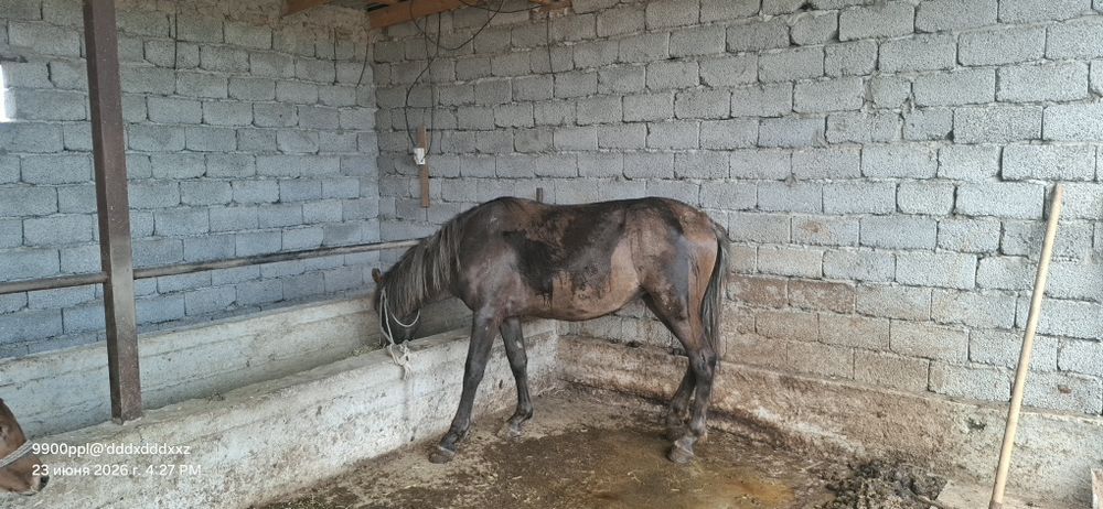 Байланған байтал бар