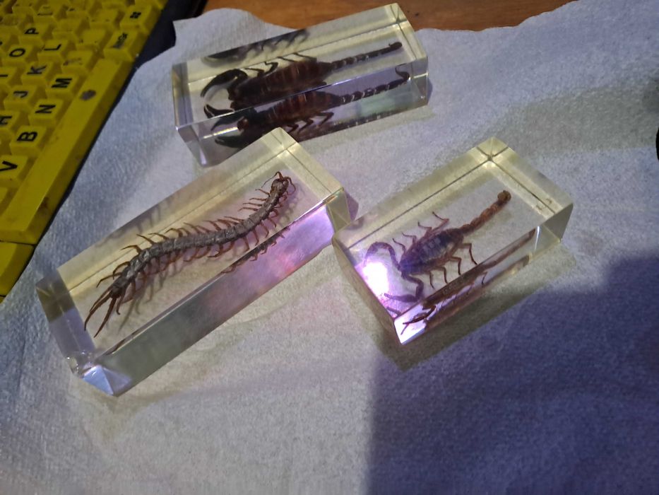 Insectar turnat, scorpion-2buc  si un miriapod