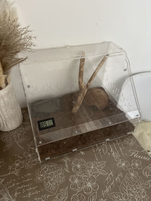 Маисовый полоз змея