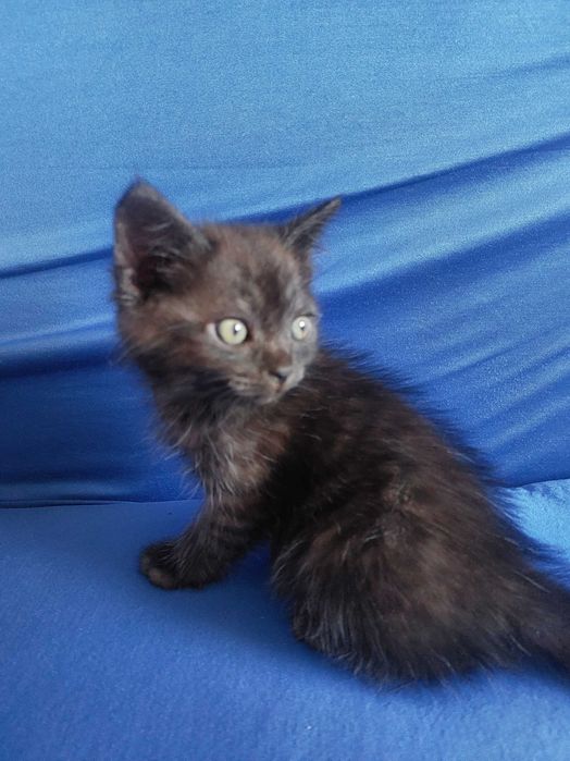 Отдам кота в добрые руки