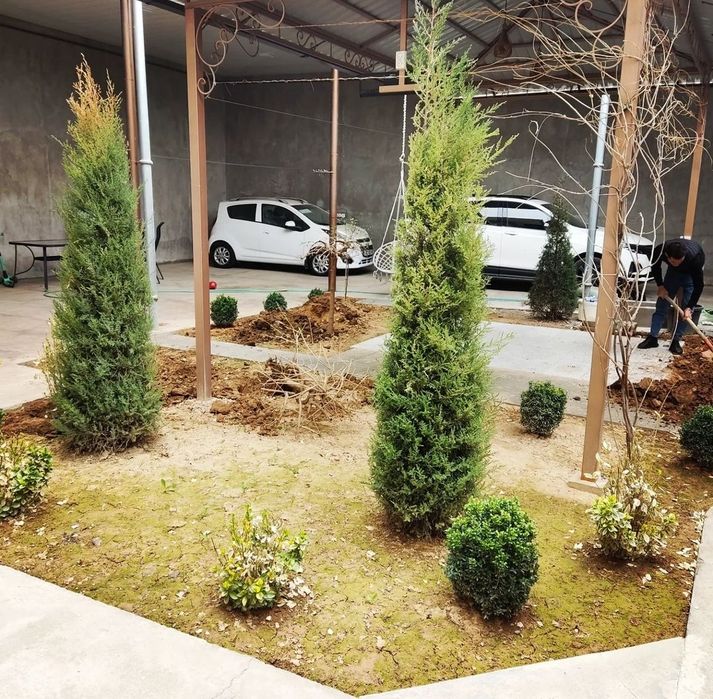 Газон из первих рук