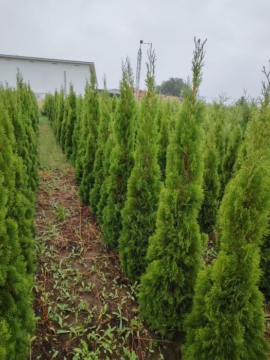 Продается Туи смаракта