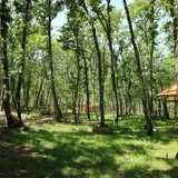 Рисуване с учител в горски парк