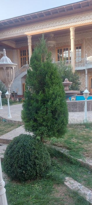 Archa kesish va gazon ekish xizmati