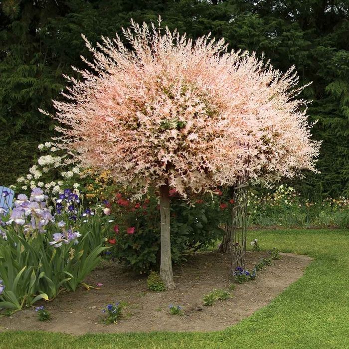 Salcie Japonez La Ghiveci Pe Trunchi