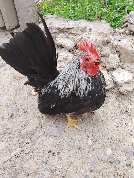 Продам Шабо молодой ещё не кричит