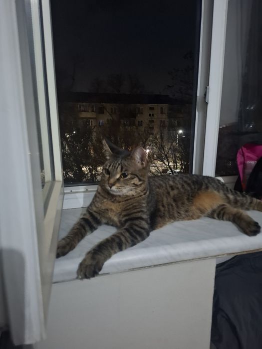 Кошка в добрые руки