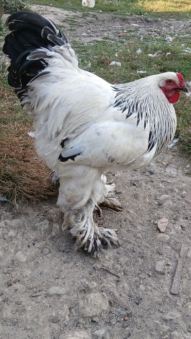 Pui brahma vaccinati si deparazitati.