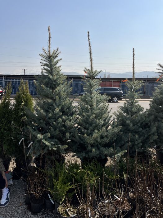 Озеленение городских и частных объектов.