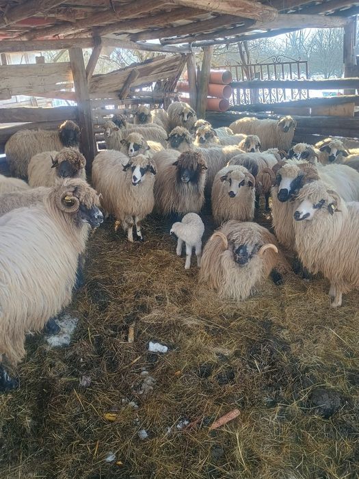 Vând oi bune de tinut