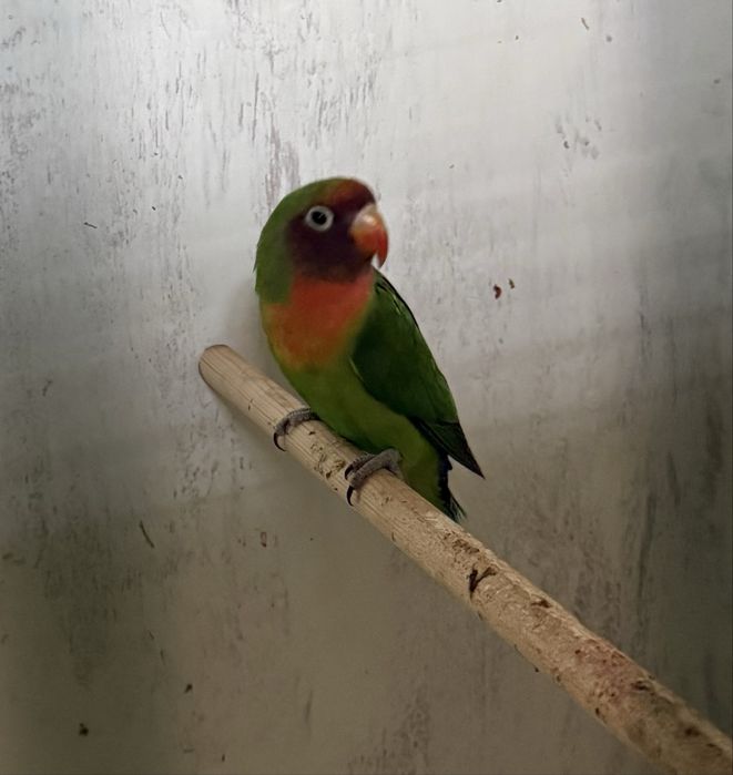 To’ti qush sotiladi.