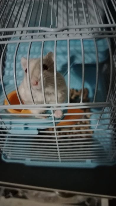 Продам хомяка джунгарский