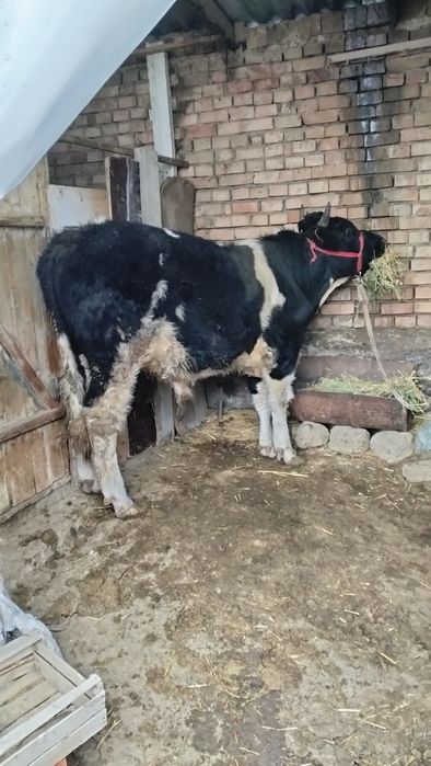 3 ta buqa sotiladi 2 yosh