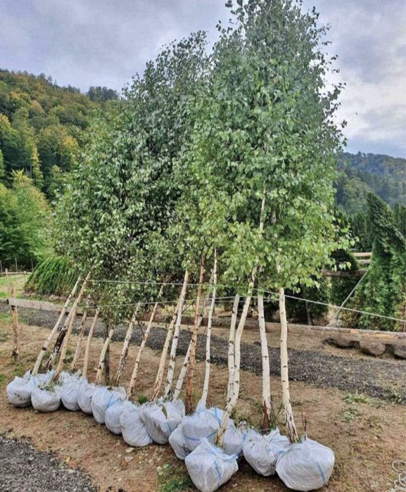 Betula pendula ( mesteacan alb ) se poate achizitiona si pe platforma