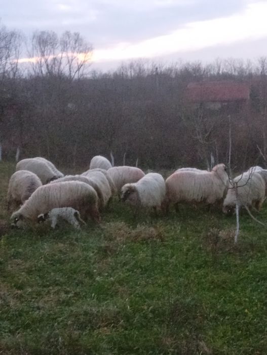 Vând oi  tinere la prima și a doua fatare