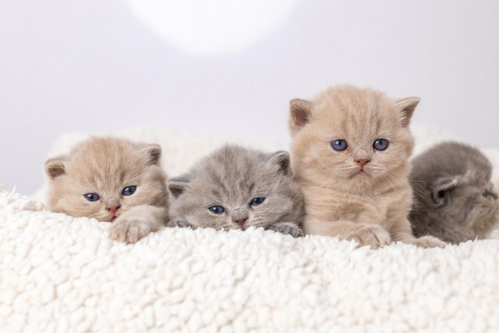 Британские котята классика