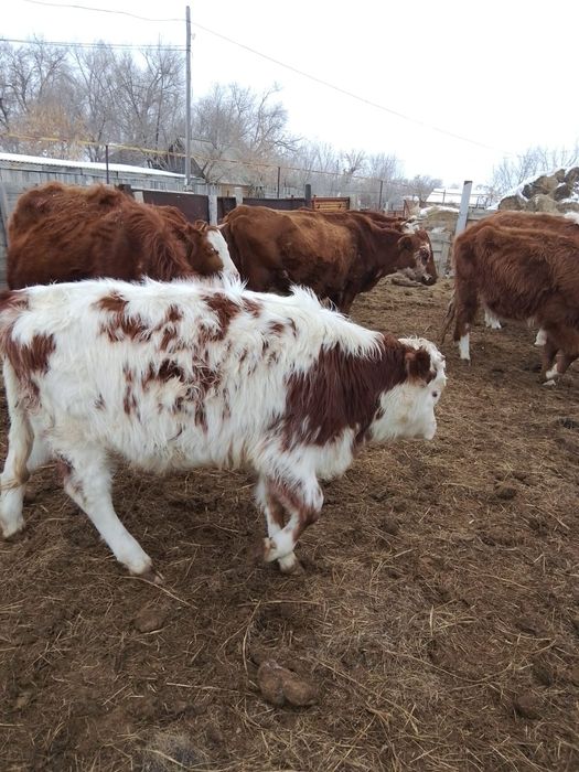 Ұрғашы баспақтар сатылады!