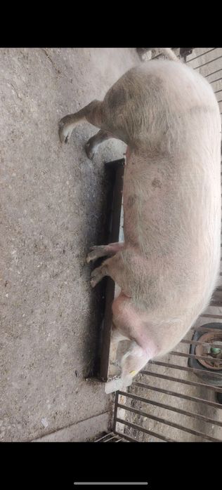Vand trei iepe gestnate