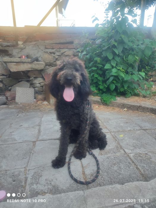 Куче женско лабрадудел