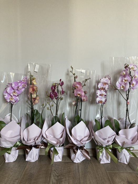 Орхидеи, орхидея, на подарок!